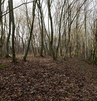 Ahorn Wald, Bäume foto