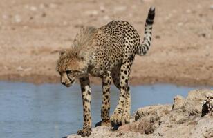 Gepard Acinonyx Jubatus läuft, Gepard Acinonyx Jubatus, 18 Monate alt, sitzt foto