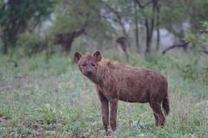 gefleckte hyäne im masai mara nationalpark, schöner sonnenuntergang oder sonnenaufgang in amboseli foto