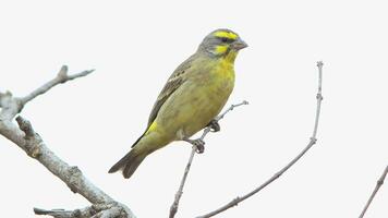 Orange River White-Eye Zosterops pallidus, Zosterops pallidus, ist ein kleiner Sperlingsvogel foto