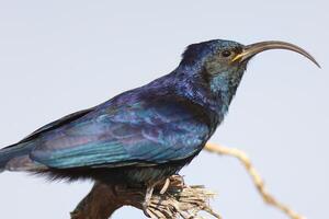 kapkrähe oder schwarze krähe corvus capensis jagt rothaarigen fink, affenkrähe, kopfschuss foto