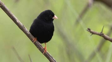 kapkrähe oder schwarze krähe corvus capensis jagt rothaarigen fink, affenkrähe, kopfschuss foto