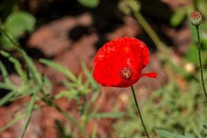 Blühender Mohn, Papaver Rhoeas l. auch Mohn oder Maisrose genannt, ist eine Pflanzenart aus der Mohngattung Papaver in der Mohnfamilie Papaveraceae. foto