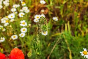 blühender mohn papaver rhoeas l. auch Mohn oder Maisrose genannt, ist eine Pflanzenart aus der Mohngattung Papaver in der Mohnfamilie Papaveraceae. foto