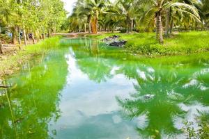 das Blau Wasser Oberfläche ist umgeben durch Kokosnuss Haine im Süd- Thailand. foto