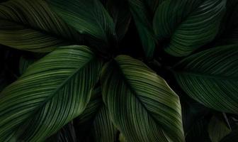 Closeup grüne Blätter der tropischen Pflanze im Garten. dichtes dunkelgrünes Blatt mit Schönheitsmuster-Texturhintergrund. grüne blätter für spa-hintergrund. grüne Tapete. Draufsicht Zierpflanze im Garten. foto