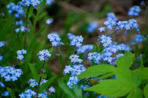 frühlingsblaue vergissmeinnichtblumen, pastellhintergrund, selektiver fokus. foto