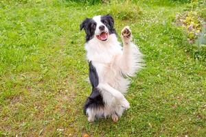 Außenporträt des süßen, lächelnden Welpen-Border-Collie, der auf Grasparkhintergrund sitzt. Kleiner Hund mit lustigem Gesicht, der an sonnigen Sommertagen im Freien springt. Haustierpflege und lustiges Tierlebenskonzept foto