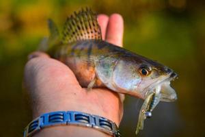 Zenderfisch in einer Hand foto