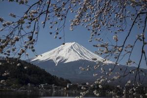 Kirschblütenfest in Japan foto