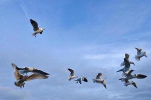 Möwen im Flug im das Himmel über das baltisch Meer durch das Meer. dynamisch Schuss foto