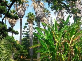 Garten mit Palme Bäume, tropisch Pflanzen. friedlich Platz zu Sein im Kontakt mit Natur. foto