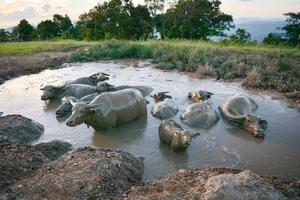 Wasser Büffel im Schlamm Teich entspannt sich Zeit Tier im das Berg - - Büffel Feld Asien foto