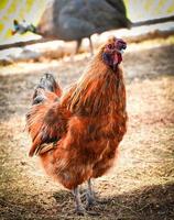 Orange Henne Bantam- Hähnchen Gehen auf Fußboden im Bauernhof foto