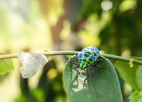 bunt von Juwel Käfer Grün Fehler auf Blatt im Natur Hintergrund schließen oben Grün Insekt foto