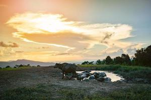 wunderbar Landschaft Sonnenuntergang mit Wasser Büffel im Schlamm Teich foto