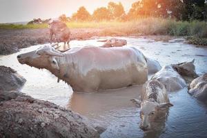 Wasser Büffel im Schlamm Teich entspannt sich Zeit Tier im das Berg - - Büffel Feld Asien foto
