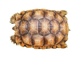 Anker Schildkröte isoliert Schildkröte Schale Muster schön isoliert auf Weiß Hintergrund foto