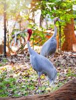 Vogel von gruidae sarus Kran im das Tierwelt Heiligtum Gruss Antigone foto