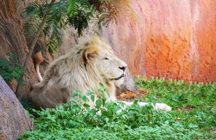 männlich Weiß Löwe Lügen entspannend auf Gras Feld Safari König von das wild Löwe Stolz foto
