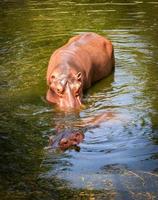 Nilpferd, das auf dem Wasser in der Nilpferdfarm im Naturschutzgebiet schwimmt foto