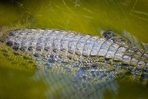 Krokodil schwebend auf das Wasser Natur Fluss Tier Tierwelt Reptil foto