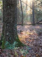 das Gelb glühen von Morgen im ein Osten Texas Wald. foto