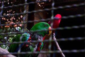 selektiv Fokus von Papageien thront im ihr Käfige. foto