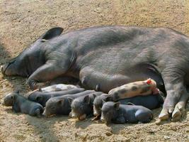 Mutter Schwein Lügen auf das rot Kies Boden Stillen bunt Ferkel, Rosa und Schwarz, im das lokal Dorf von Myanmar foto