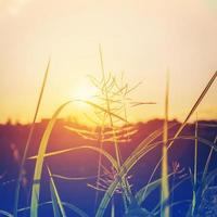 Jahrgang von Foto abstrakt Blumen und Pflanzen im Sonnenuntergang