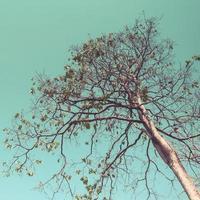 Baum und Himmel zum Jahrgang Stil foto