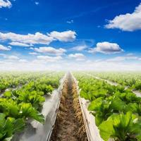 Feld von Grüner Salat und ein Blau Himmel auf Feld Landwirtschaft foto