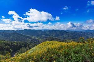 Tung Bua Tong mexikanische Sonnenblume in Maehongson, Thailand foto