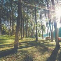 Lärche Wald mit Sonnenlicht und Schatten beim Sonnenaufgang. foto