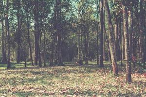 Baum im Wald zum Jahrgang Stil foto