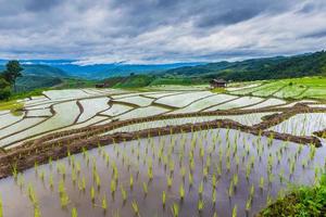 grünes terrassiertes reisfeld in chiangmai, thailand foto