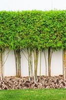 Bambus Pflanze und Grün Gras Mauer Hintergrund im Garten foto