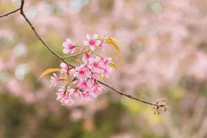 schön wild Himalaya Kirsche Blühen Rosa Prunus Cerasoides Blumen beim phu lom siehe da loei und phitsanulok von Thailand foto