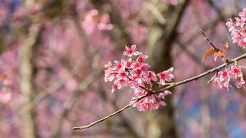 schön wild Himalaya Kirsche Blühen Rosa Prunus Cerasoides Blumen beim phu lom siehe da loei und phitsanulok von Thailand foto