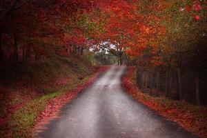 schöne herbstforststraße in spanien foto