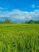 indonesisch traditionell Reis Landwirtschaft Landschaft. indonesisch Reis Felder. Reis Felder und Blau Himmel im Indonesien. foto