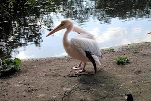 ein blick auf einen pelikan in london foto