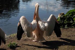 ein blick auf einen pelikan in london foto