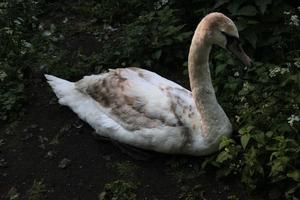 Blick auf einen Höckerschwan in London foto