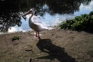 ein blick auf einen pelikan in london foto