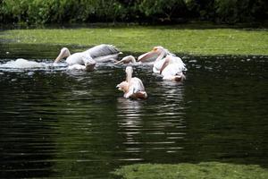 ein Aussicht von etwas Pelikane im das Wasser im London foto