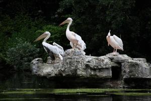 ein Aussicht von etwas Pelikane auf ein Felsen im London foto