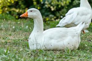 schöne Schwäne sitzen auf grünem Gras foto