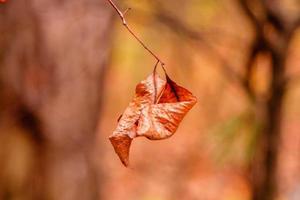 schöne Herbstblätter auf einem Ast foto