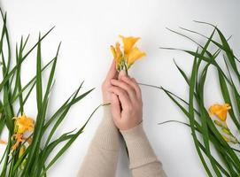 weiblich Hände und Gelb Blühen Lilien foto